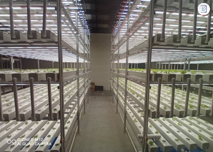 AGRITECH-HYDROPONICS FARM- READY TO OPERATE -  BUSINESS FOR SALE IN DIP-DUBAI
