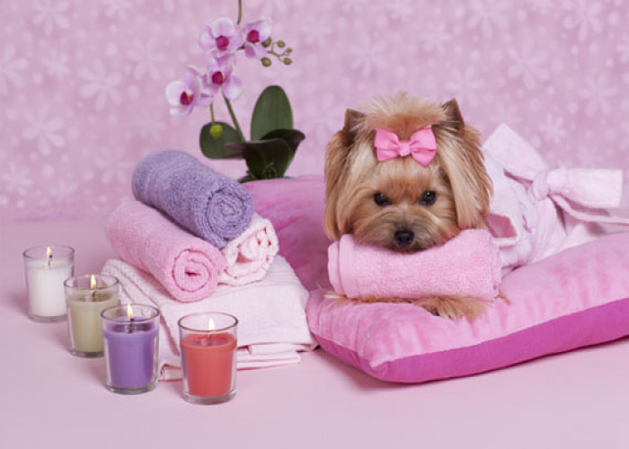 BUSINESS FOR SALE !!!  A Well Reputed and Running Pet Salon for sale in Dubai