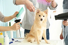 LUXURIOUS MOBILE PET GROOMING BUSINESS FOR SALE IN JLT - DUBAI!! BUSINESS FOR SALE!!!