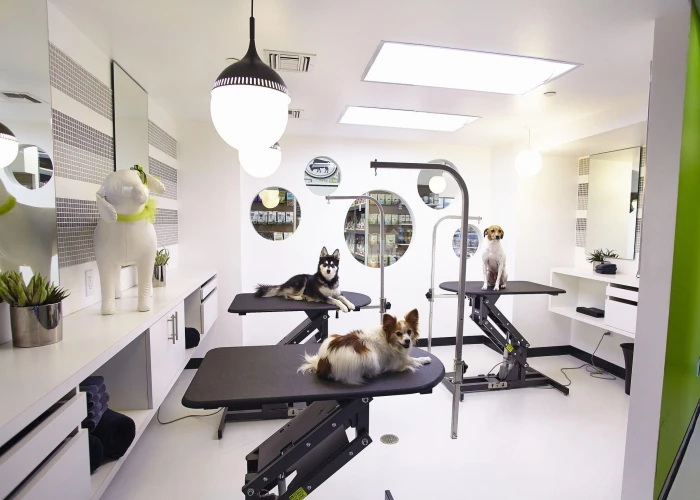 WELL ESTABLISHED PET GROOMING FOR SALE IN IN AL WARSAN - DUBAI !!!! BUSINESS FOR SALE!!!